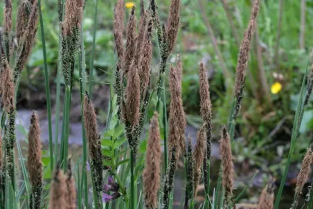 Carex elata - Samenportion