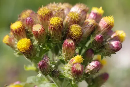 Inula conyzae - Samenportion