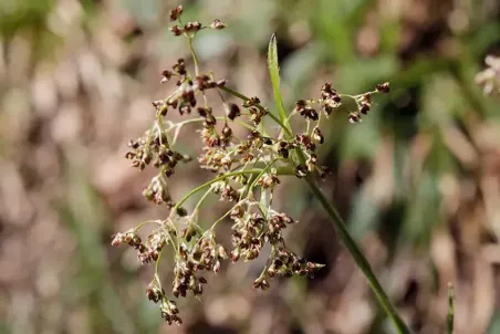 Luzula silvatica - Samenportion