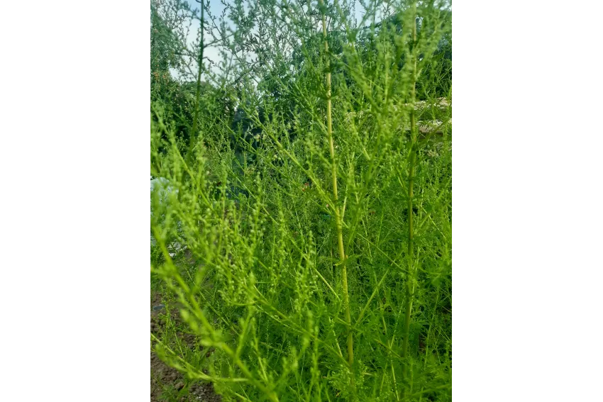 DA31B117CE31DDDB068F35EFB9A407C7