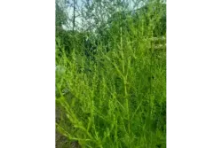 DA31B117CE31DDDB068F35EFB9A407C7