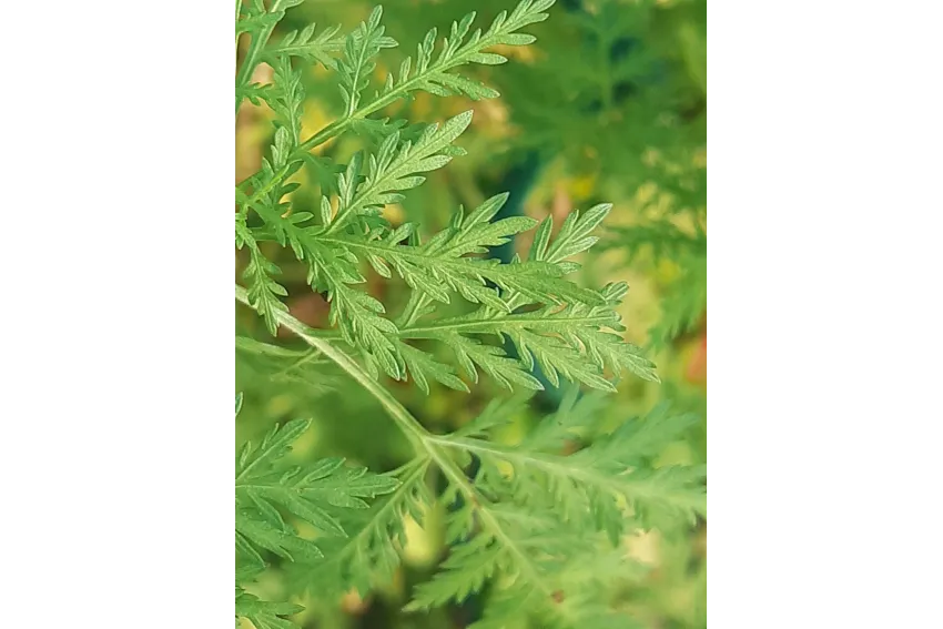 A128E942F9AD1C75653514381AFEF4C0