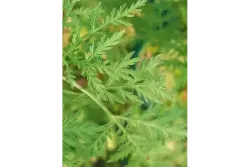 A128E942F9AD1C75653514381AFEF4C0