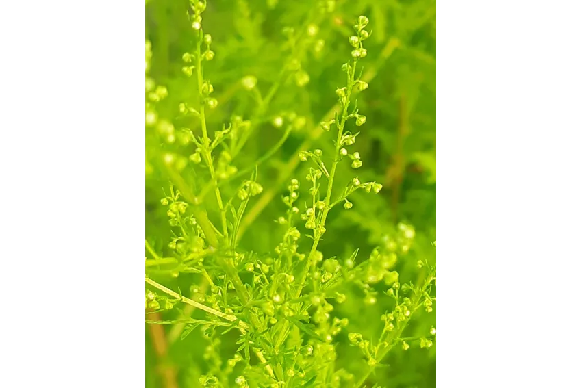 51A2F0C860D6AFA156C72D6134840EC3