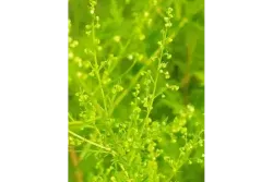 51A2F0C860D6AFA156C72D6134840EC3