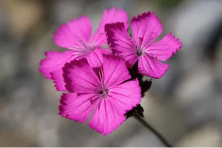 Dianthus carthusianorum - Einzelsamen