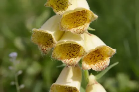 Digitalis grandiflora - Samenportion