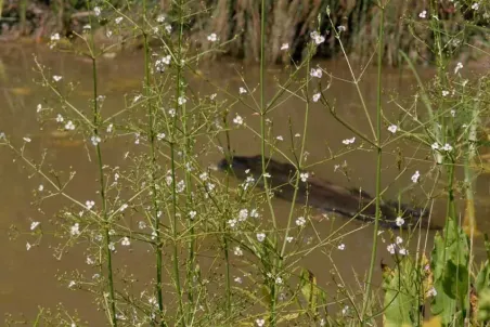 Alisma plantago-aquatica - Einzelsamen