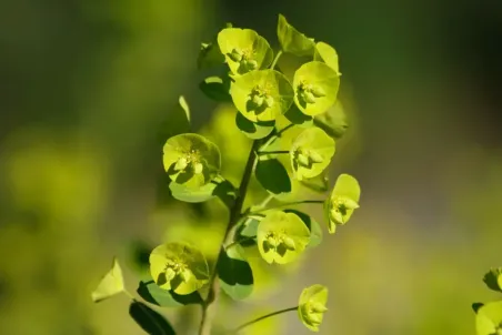 Euphorbia amygdaloides - Einzelsamen