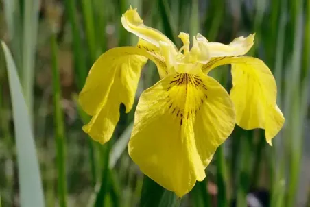 Iris pseudacorus - Einzelsamen