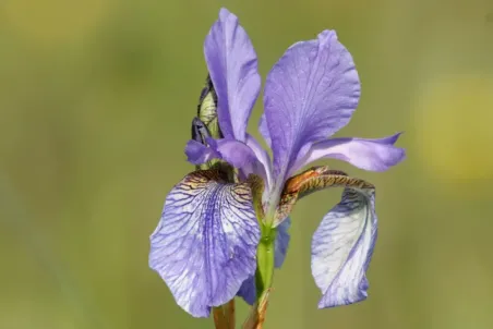Iris sibirica - Einzelsamen