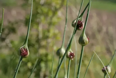 Allium vineale - Einzelsamen