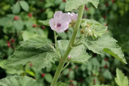 Althaea officinalis - Samenportion
