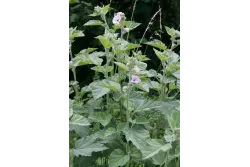 7518CF54059E081F903ACD944DE775F9