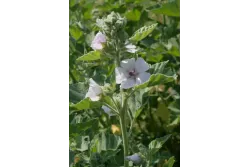 98CA5995E123E12B71F5B60948FE6355