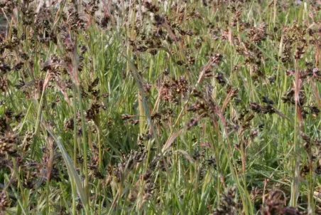 Luzula campestris - Einzelsamen