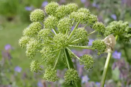 Angelica archangelica - Samenportion
