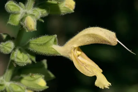 Salvia glutinosa - Einzelsamen