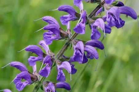 Salvia pratensis - Einzelsamen