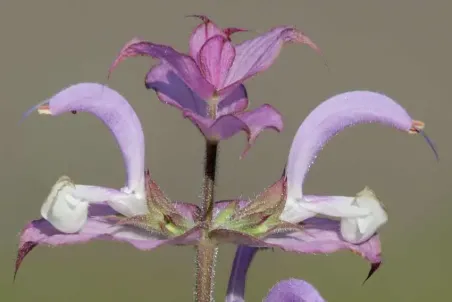 Salvia sclarea - Samenportion