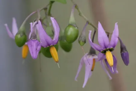 Solanum dulcamara - Samenportion