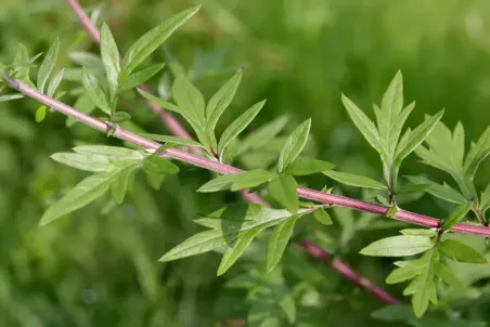 Artemisia vulgaris - Einzelsamen