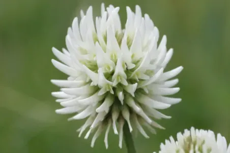 Trifolium montanum - Samenportion