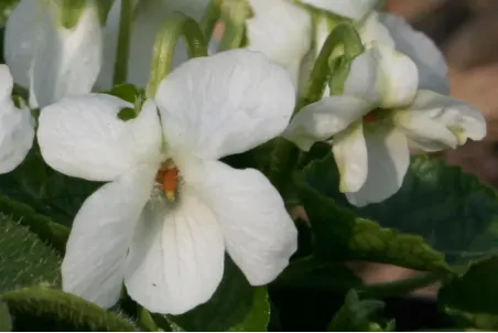 Viola alba - Samenportion