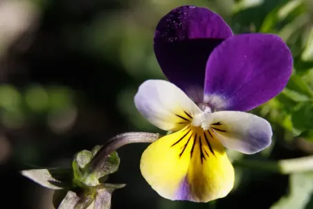 Viola tricolor - Einzelsamen