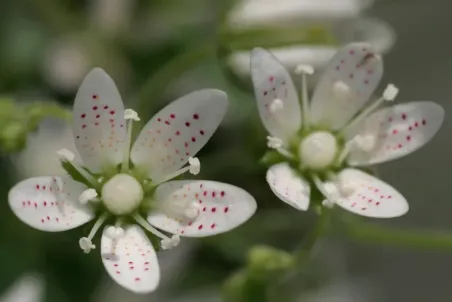 Saxifraga rotundifolia - Einzelsamen