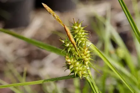 Carex flava - Einzelsamen