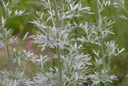 Artemisia absinthium - Einzelsamen